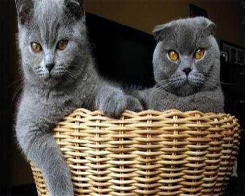 试管婴儿双胎流产率